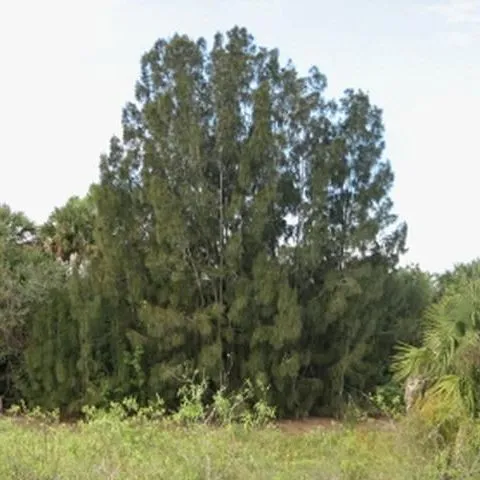 thumbnail for publication: Field Guide to Identify the Common Casuarina (Australian Pine) Species in Florida